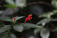 Ruellia angustiflora