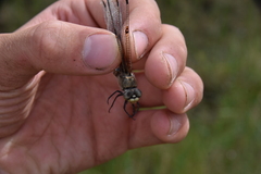Libellula quadrimaculata