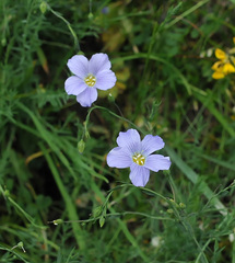Linum perenne