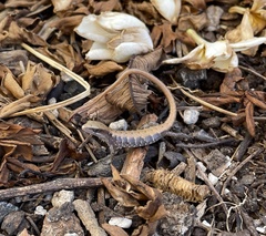 Elgaria multicarinata