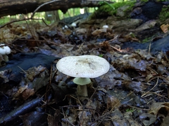 Agaricus placomyces