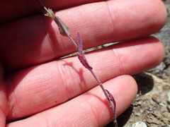 Streptanthus glandulosus pulchellus