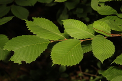 Ulmus glabra