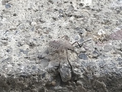 Apodiphus amygdali