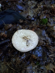 Agaricus placomyces