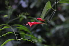 Ruellia angustiflora