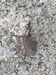 Apodiphus amygdali