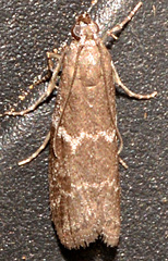 Erelieva parvulella