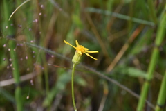 Senecioninae