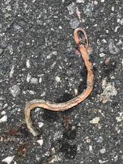 Storeria occipitomaculata