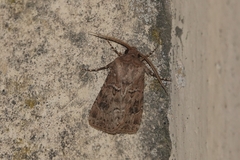Agrotis bigramma