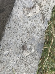 Apodiphus amygdali