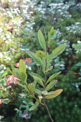 Chamaedaphne calyculata