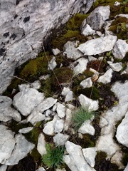 Festuca