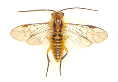 Euura tibialis