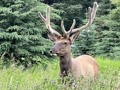 Cervus canadensis canadensis