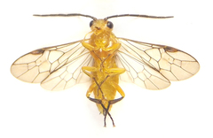 Euura tibialis