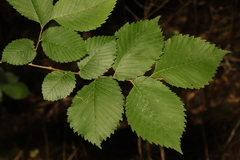 Ulmus glabra