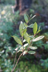 Chamaedaphne calyculata