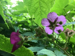 Rubus odoratus