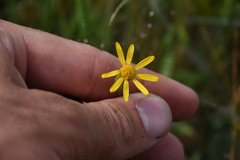 Senecioninae