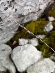Festuca