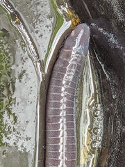 Gymnopis multiplicata