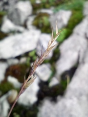 Festuca