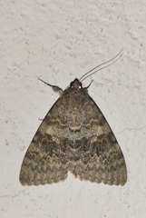 Catocala elocata