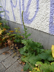 Blitum bonus-henricus