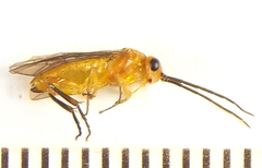 Euura tibialis