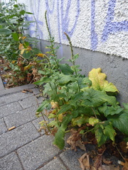 Blitum bonus-henricus