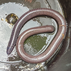 Gymnopis multiplicata