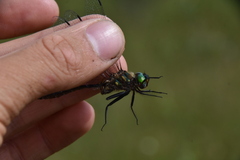 Somatochlora walshii