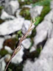 Festuca