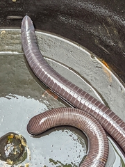 Gymnopis multiplicata