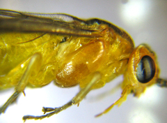 Euura tibialis