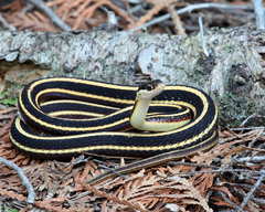 Thamnophis saurita septentrionalis