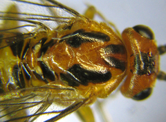 Euura tibialis