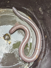 Gymnopis multiplicata