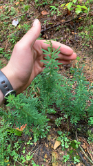 Lespedeza cuneata