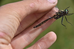 Somatochlora walshii