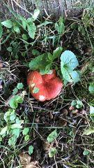 Russula