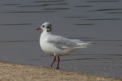 Ichthyaetus melanocephalus