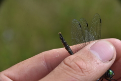 Somatochlora walshii