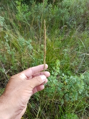 Calamagrostis inexpansa