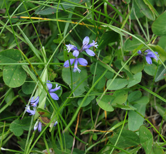 Polygala alpestris