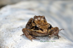 Leptodactylus