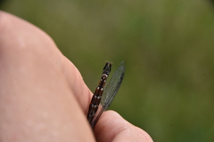 Somatochlora walshii