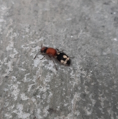 Ronisia brutia